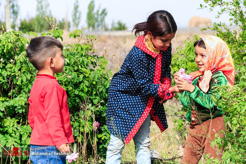 عکس/ فصل برداشت گل محمدی