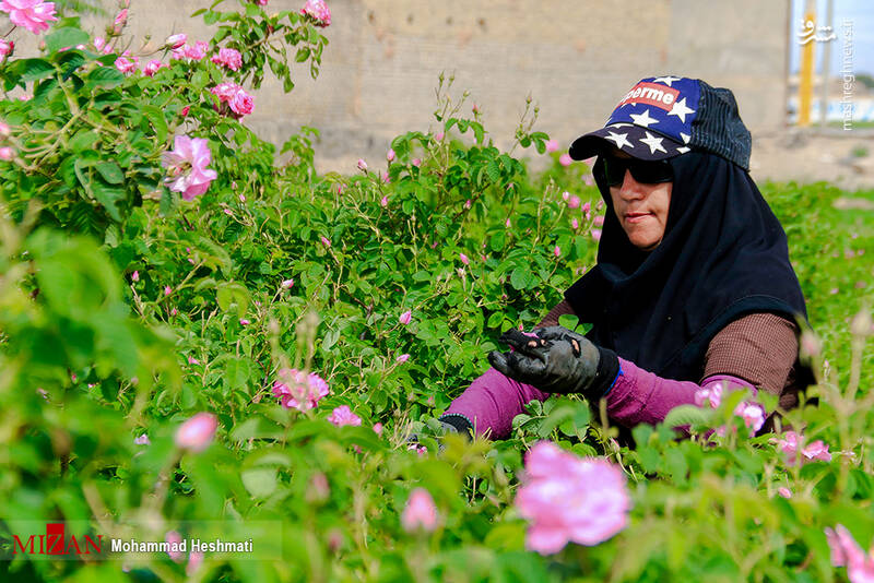 عکس/ فصل برداشت گل محمدی