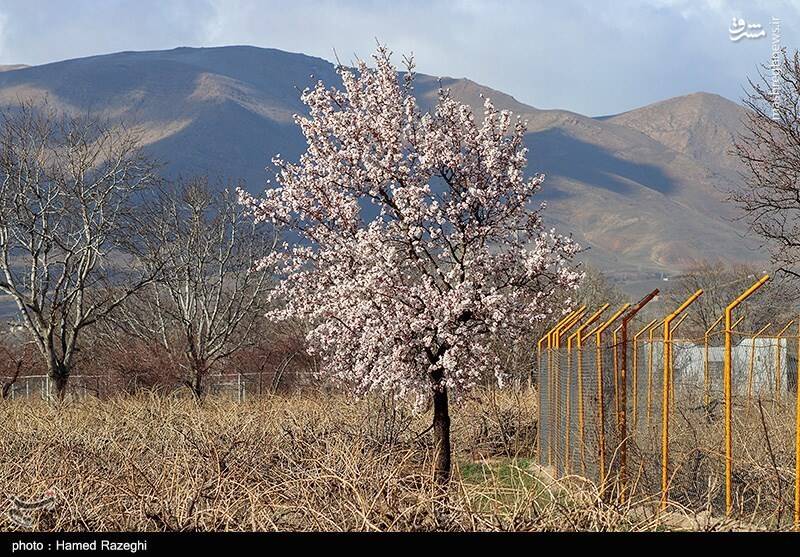 عکس/ شکوفه‌های چشم‌نواز ابهر