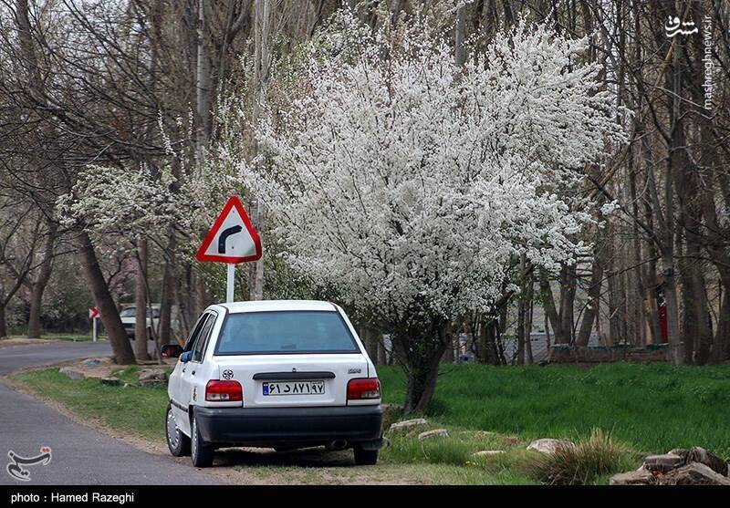 عکس/ شکوفه‌های چشم‌نواز ابهر