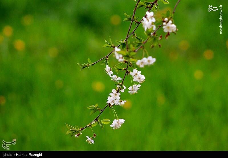 عکس/ شکوفه‌های چشم‌نواز ابهر