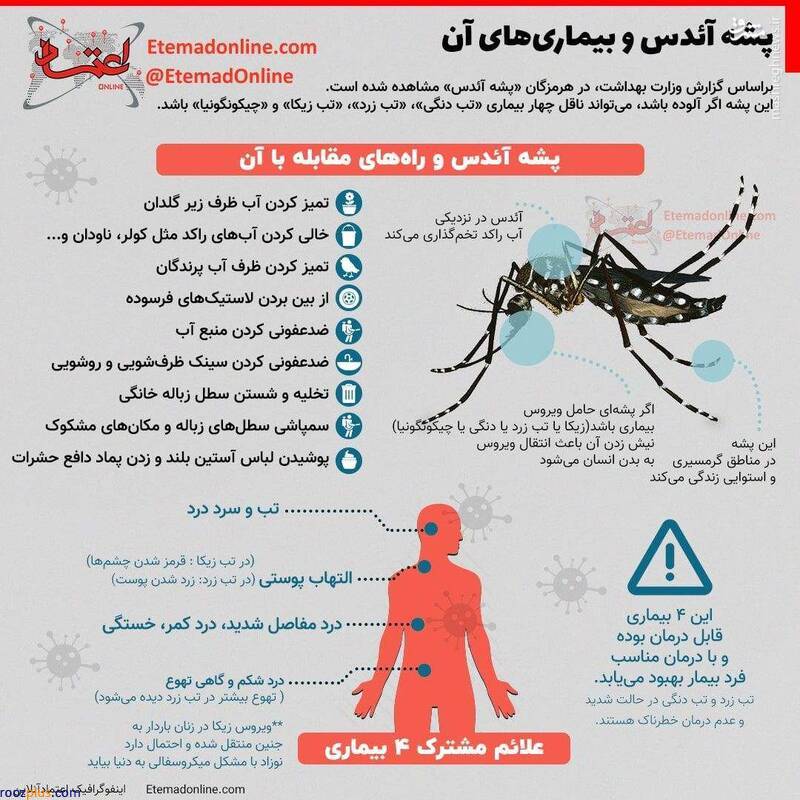 اینفوگرافیک/ پشه آئدس و بیماری‌های آن