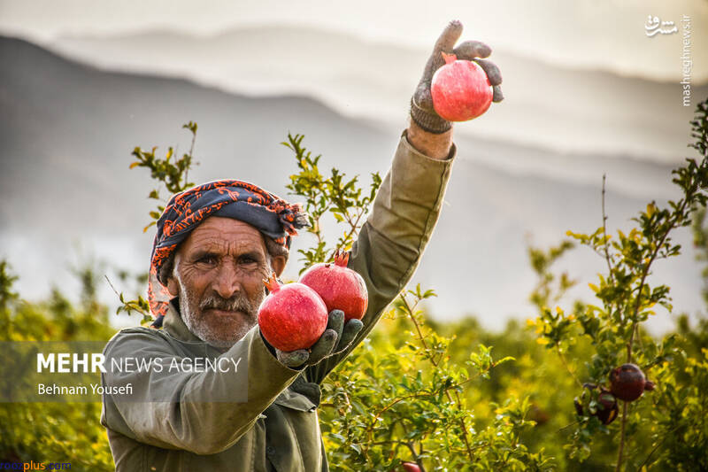 عکس/ برداشت یاقوت سرخ