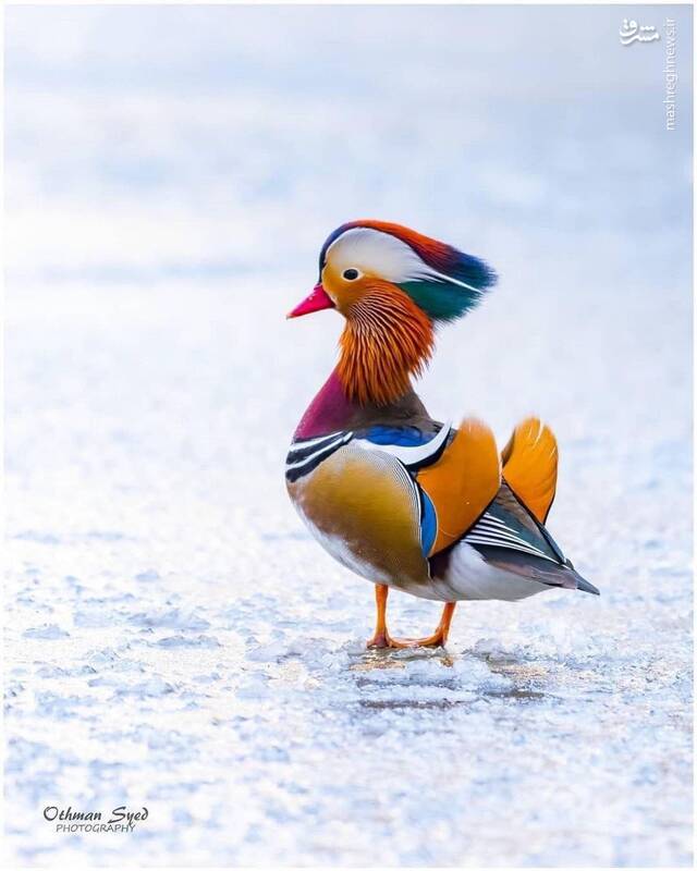 عکس/ معجزه رنگ‌ها