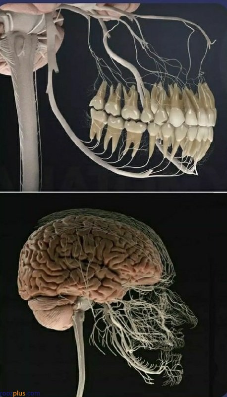 تصویری جالب از شبکه عصبی سر انسان