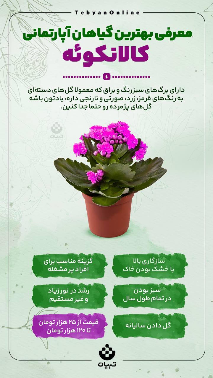 اینفوگرافیک/معرفی بهترین معرفی بهترین گیاهان آپارتمانی کالانکوئه