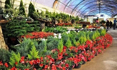 جهش ۱۶۱ درصدی کشت گلخانه ای در کشور طی یک دهه اخیر جهش ۱۶۱ درصدی کشت گلخانه ای در کشور طی یک دهه اخیر