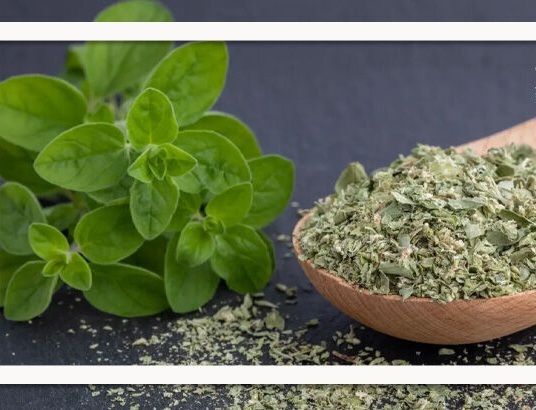 فواید شگفت‌انگیز این گیاه برای سلامتی