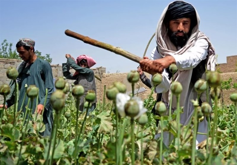 طالبان افزایش کشت مواد مخدر در افغانستان را تکذیب کرد طالبان افزایش کشت مواد مخدر در افغانستان را تکذیب کرد