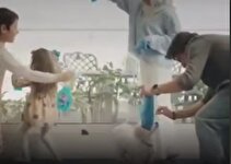 عادی‌سازی نگه‌داری سگ درخانه/ ساترا کجای کار است؟