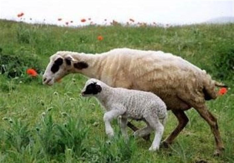 شناسایی و ثبت ۲۷ نژاد گوسفند بومی در کشور شناسایی و ثبت ۲۷ نژاد گوسفند بومی در کشور