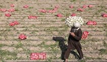 خرید توافقی پیاز از امروز آغاز می‌شود