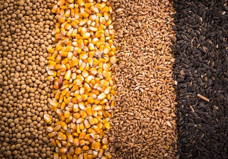آغاز ثبت سفارش واردات جو و ذرت از روزهای آینده