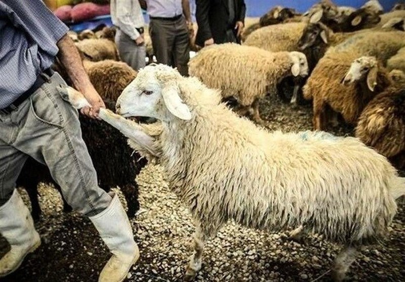 خشکسالی و گرانی نهاده پای دامهای مولد را به کشتارگاه باز کرد خشکسالی و گرانی نهاده پای دامهای مولد را به کشتارگاه باز کرد
