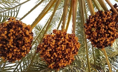 خرید حمایتی خرما به فوریت آغاز میشود خرید حمایتی خرما به فوریت آغاز میشود