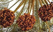 خرید حمایتی خرما به فوریت آغاز می‌شود