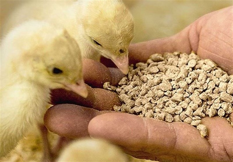 خوراک دام و طیور وارداتی بی کیفیت است خوراک دام و طیور وارداتی بی کیفیت است