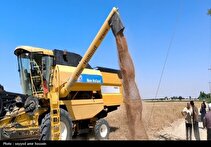 ۳۰درصد گندم کشور از برداشت تا مصرف هدر می‌رود