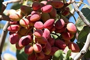 دستان خالی کشاورزان از ثروت طلای سبز/ کاهش ۲۵ درصدی تولید پسته