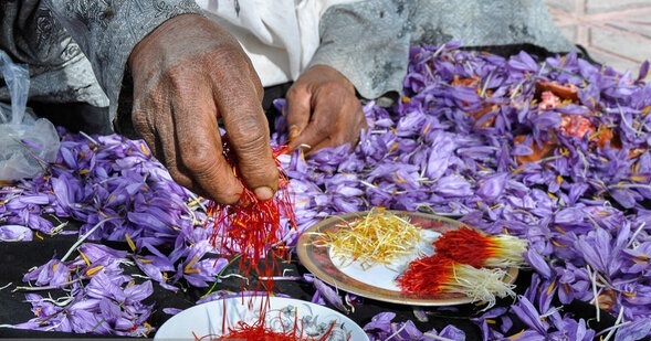 طلای سرخ ایران در چنگال قاچاقچیان/زعفران ایرانی به نام افغانستان فروخته می‌شود