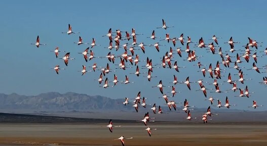 بال‌های گم‌شده در کویر/ پرندگان مهاجر زاینده‌رود را فراموش کردند