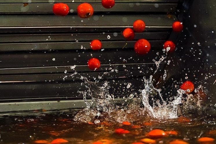 هسته‌ای در کشاورزی ــ 53 | گوجه‌فرنگی مرغوب‌تر، با فناوری هسته‌ای