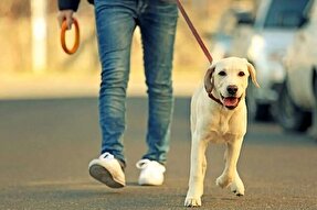 حمله سگ به صاحبش در ترکیه/ چرا نه به سگ گردانی ؟