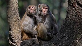 واژگونی کامیون حامل میمون‌های مبتلا به ویروس‌های خطرناک در آمریکا