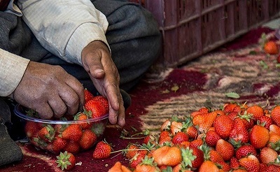 هستهای در کشاورزی ــ 43 | بهبود طعم توتفرنگی با پرتودهی هستهای در کشاورزی ــ 43 | بهبود طعم توتفرنگی با پرتودهی