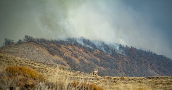 تحقیقات برای روشن شدن علت آتش‌سوزی جنگل‌های الیت ادامه دارد/ پرتاب آب با هواپیمای ایلوشن اثرگذاری لازم را ندارد