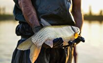 بررسی سلامت ماهی‌های پرورشی، با فناوری هسته‌ای