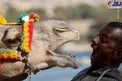 عکسی عجیب از نعره زدن شتر