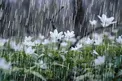 هواشناسی: بارش باران و برف در استان‌های غربی