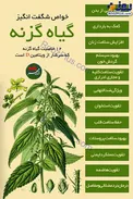 اینفوگرافیک/ خواص شگفت انگیز گیاه گزنه