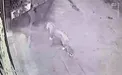 پلنگی که تهرانی‌ها را شوکه کرد +عکس