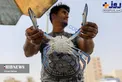 موجود آبزی زیبا در ساحل خلیج همیشه فارس/عکس