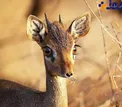 عکس/ دیک‌دیک حیوانی در جنوب و شرق آفریقا