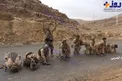 سجده شکر نیروهای یمنی بعد از پیروزی/عکس