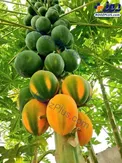 میوه عجیب خربزه درختی در بلوچستان+عکس