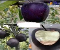 میوه ای لاکچری به نام الماس سیاه+عکس