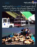 بده بستان جالب گوسفندی!+عکس