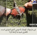 مارمولکی که شبیه اژدهاست+عکس