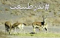 پدیده‌ای جدید به نام«نذر محیط‌زیست»/پاسخ مثبت مردم برای کمک به حیوانات گرسنه
