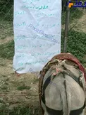 نرخ الاغ سواری در مازندران +عکس