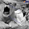 معاینه عجیب یک شیر در سال 1976+عکس