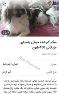 مژدگانی ۱۰۰ میلیونی برای یک سگ +عکس