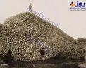 کوهی از جمجمه گاومیش ها/عکس