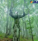 درخت انسان نما+عکس