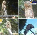 پرنده‌ای با ظاهر عجیب در ونزوئلا! + عکس