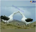 حیوانات رمانتیک کره زمین+عکس